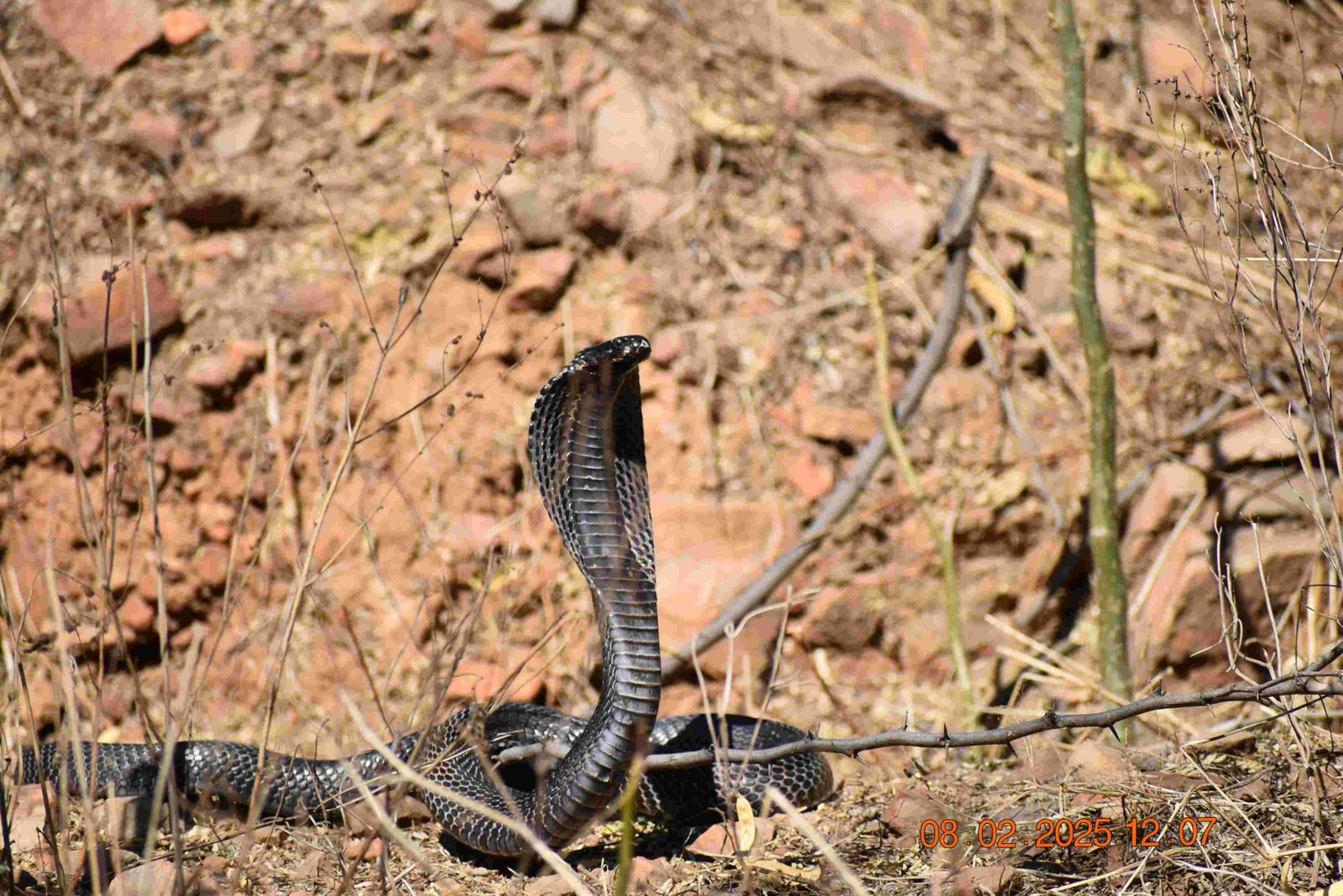 Snake Helpline Ajmer